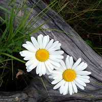 ʫ