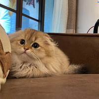 �����³衢��������