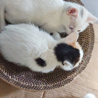 �Լ�Сè���������