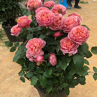 �һ�δ�깤�Ļ�԰���Ȳ�������������ơ�����̨������