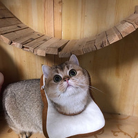 �Ͷ���Ҫ��ҪӪ��ҵ׬��С�����