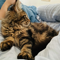 �����ɰ�ճ�˵�С��������