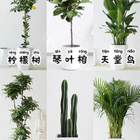 �˼Һ������ʺϿ����ڷ�6�ִ�����ֲ