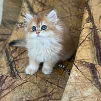 �����³�Ա����������