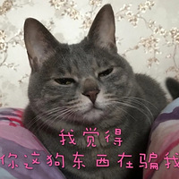 Ϸ��Сè�䣬�������
