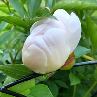 �ҵ���ҩ���ˣ�������