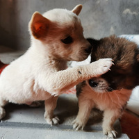 ��ֻ�ǳ��ɰ��ĳ��ﹷ���������޳���