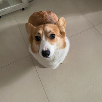������11�Ҹ�������
