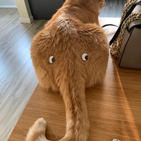 С��èҲ�д���