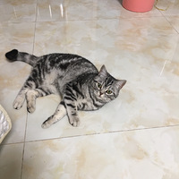 �������Ҽҵ�Сè���ɿɰ���