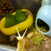 ��С������ද��԰���¸��ߵ���Ϸ���룩