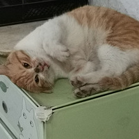 һֻ�ɰ��Ĵ��٣�ϣ�������ܸ���һ���ҡ�è���Ѿ��ҵ�������