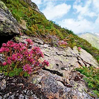 ��ʯ��԰ ��������ڴ��컨԰��������Ҫ��Ҫ��һ����