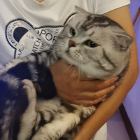 è��������������ͷè�����ģ�������˽��