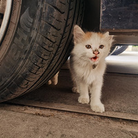 ż��һֻС��è���ɿɰ���
