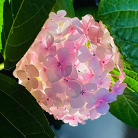 ҹ�ģ�������һ�������޾��Ļ���