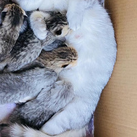 �Ҽ�����֣���������=8ֻС�ɰ�