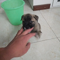 �˸�С�����¼�