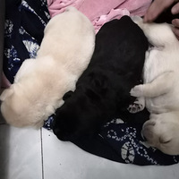 ��������С�Թ�����������