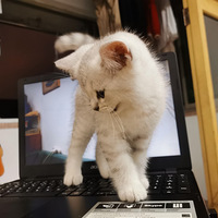 �����¹�ʿ��è���ˣ�Ѱ����Ե�ֵ���