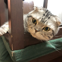 ����ҿ����ҵ�è��û��ģ���Ϊ��ʵ����̫�ɰ���