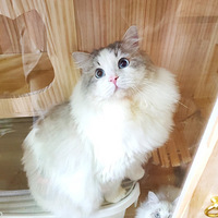 ˫Ѫ��ż�ܵ���ϱ����