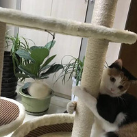 ���ë���ӻ᲻�������