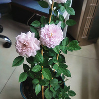 ������¼������ܿ�������̫���ˡ�