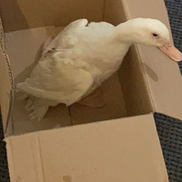 ǻǵ