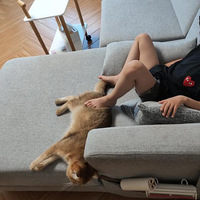 �Ҽҵ�èÿ�ζ�Ҫ�Ⱥ���ȥ��ѧ��ȥ˯����С��ͷ