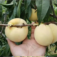 óԵİˣƷŶ