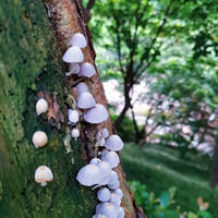 ����֮��|�����ϵ�СĢ��