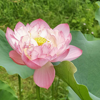 ҶϷҶ䣬ż죬СѾ̾