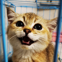 ��������һֻСè�䣬�Ը񼫺á�̫���