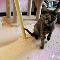 �������Ϊè�����Ҽң�ϣ���ܹ�������������Ե�ˣ�������������