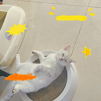 ɹ�����Ҽ�è��