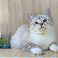 �����ﲻ��ȱ�ٵ�С��è��