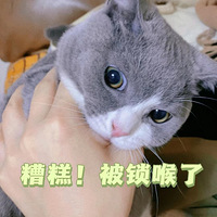 è�ı����Ŀ���ǿ�����а�ҹ��è��һƨ����������У���������