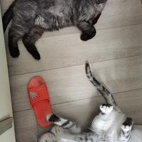 ���³�è����