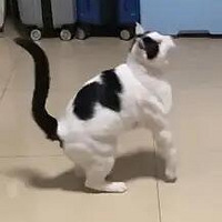 ����һֻ13��������ţ�������� ���̫������