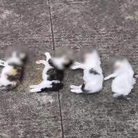 ŹǰѴŮӼˤ7ֻСèŮܱ