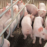 ʵϰģ⹫ĸǰϷҪﵽĸϡ