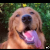 ëSiri˹˾ͽ⣬Ǹʾϵ