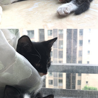 2����С��è������