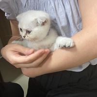 �칫��С����Ƕ�ϲ����Сè�䣬��������Щ