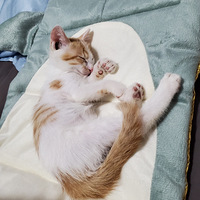 ��ֻ�Լ��л���԰è����Сè������������벻����Ű���ģ�