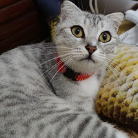 ��ʱ���������Ǽ�è��ɵ��