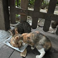 С������ֻС����è������ʿ����