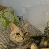 ����Ĵ�����һֻè������������ȥ...