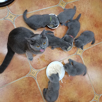 è���ӳ�����